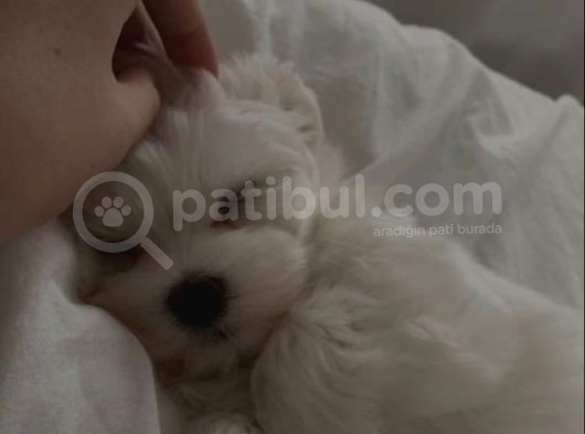 İzmir Safkan Kore Maltese Ler görsel