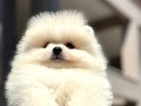 Teddy Surat Pomerian Boo Bebeklerim