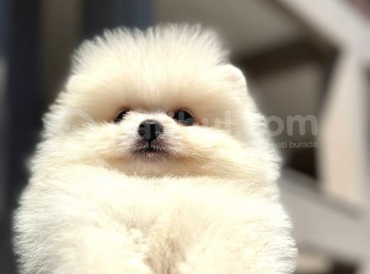 Teddy Surat Pomerian Boo Bebeklerim görsel