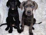 yÜKSEK KALİTE BLUE VE SİYAH CANE CORSO