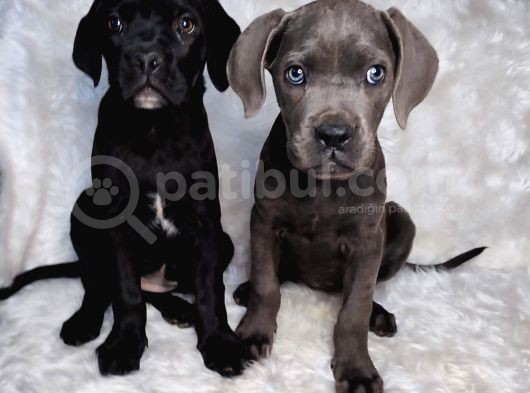 Yüksek Kali̇te Blue Ve Si̇yah Cane Corso