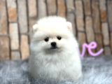 Teddy Surat Pomerian Boo Bebeklerim