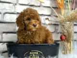 Minyatür Boy Toy Poodle Yavrularım