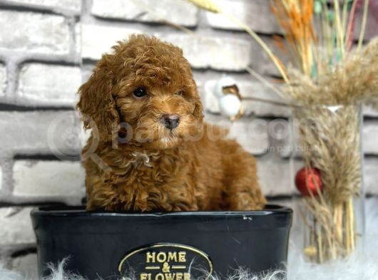 Minyatür Boy Toy Poodle Yavrularım görsel