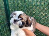 Basik Burun Üst Kali̇te Shi̇h Tzu Yavrumuz