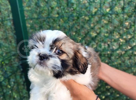 Basik Burun Üst Kali̇te Shi̇h Tzu Yavrumuz görsel