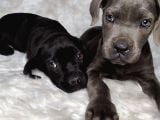 Yüksek Kali̇te Blue Ve Si̇yah Cane Corso