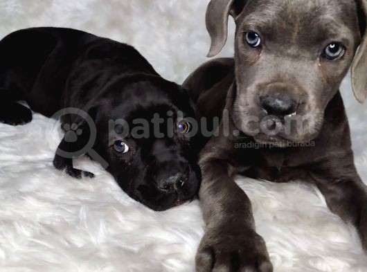 Yüksek Kali̇te Blue Ve Si̇yah Cane Corso görsel