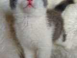 Safkan Bri̇tti̇sh Shorthai̇r