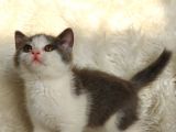 SAFKAN BRİTTİSH SHORTHAİR