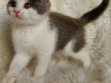 Safkan Bri̇tti̇sh Shorthai̇r