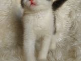Safkan Bri̇tti̇sh Shorthai̇r
