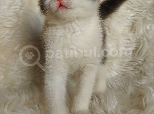 Safkan Bri̇tti̇sh Shorthai̇r görsel