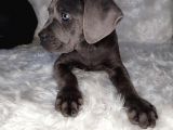 Yüksek Kali̇te Blue Ve Si̇yah Cane Corso