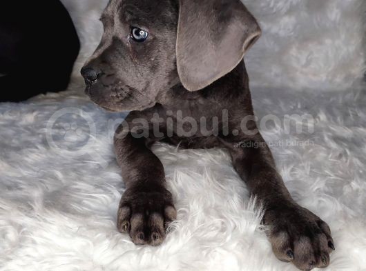 Yüksek Kali̇te Blue Ve Si̇yah Cane Corso görsel