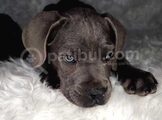Yüksek Kali̇te Blue Ve Si̇yah Cane Corso görsel