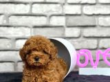 Minyatür boy toy poodle yavrularım