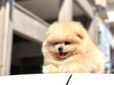 Teddy Surat Pomerian Boo Bebeklerim