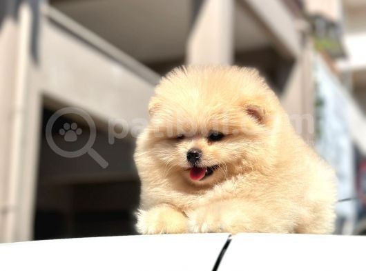 Teddy Surat Pomerian Boo Bebeklerim görsel