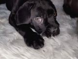Yüksek Kali̇te Blue Ve Si̇yah Cane Corso