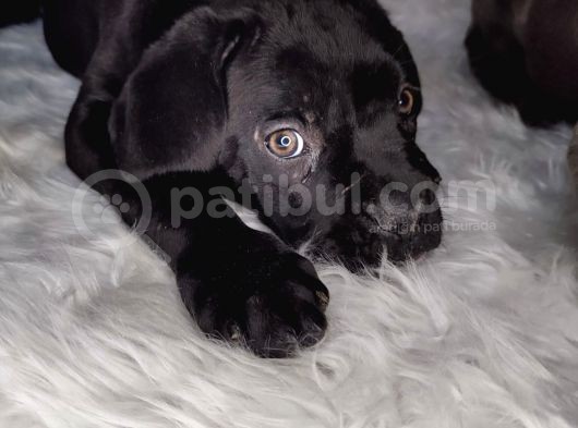 Yüksek Kali̇te Blue Ve Si̇yah Cane Corso görsel