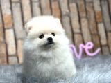 Teddy Surat Pomerian Boo Bebeklerim