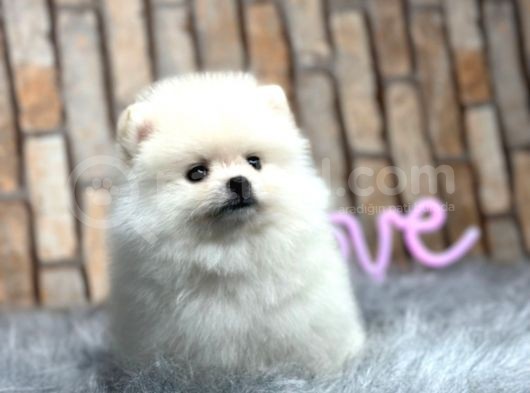 Teddy Surat Pomerian Boo Bebeklerim görsel