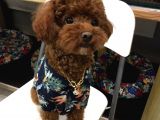 Antalya Toy Poodle Bebekler