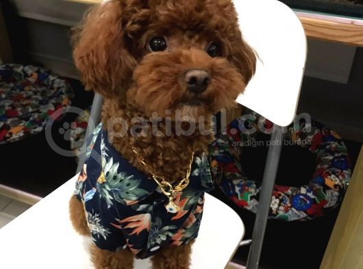 Antalya Toy Poodle Bebekler görsel