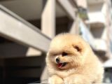 Teddy Surat Pomerian Boo Bebeklerim