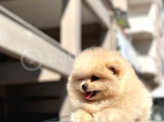 Teddy Surat Pomerian Boo Bebeklerim görsel
