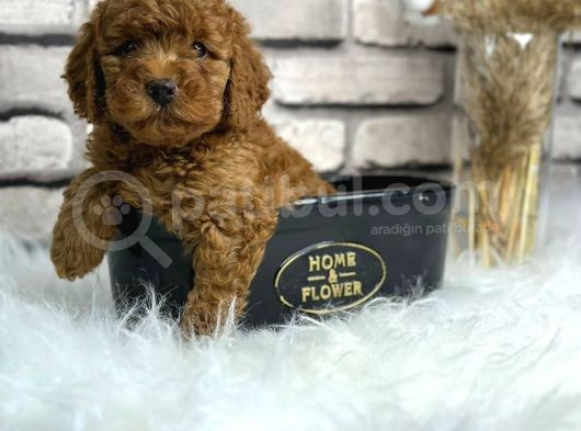 Minyatür Boy Toy Poodle Yavrularım görsel