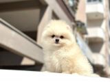 Teddy Surat Pomerian Boo Bebeklerim