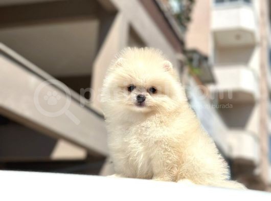 Teddy Surat Pomerian Boo Bebeklerim görsel