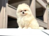 Teddy Surat Pomerian Boo Bebeklerim