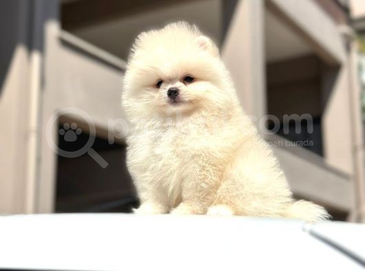 Teddy Surat Pomerian Boo Bebeklerim görsel