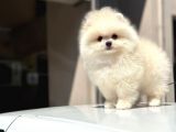 Teddy surat pomerian boo bebeklerim