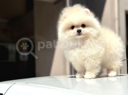 Teddy Surat Pomerian Boo Bebeklerim