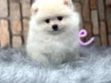 Teddy Surat Pomerian Boo Bebeklerim