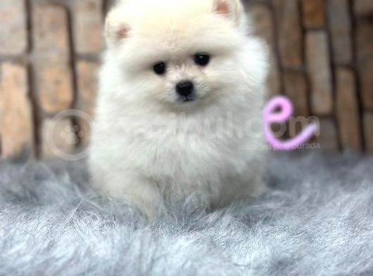 Teddy Surat Pomerian Boo Bebeklerim görsel