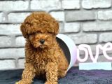 Minyatür Boy Toy Poodle Yavrularım