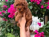 Minyatür Boy Toy Poodle Yavrularım