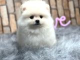 Teddy surat pomerian boo bebeklerim