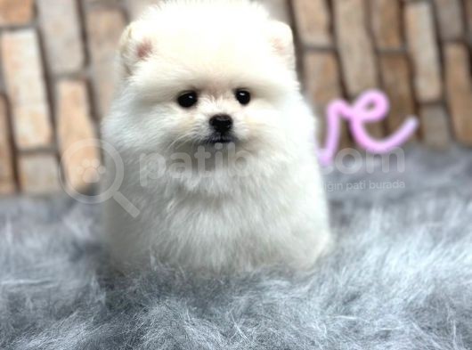 Teddy Surat Pomerian Boo Bebeklerim