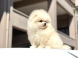 Teddy Surat Pomerian Boo Bebeklerim