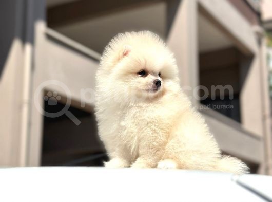 Teddy Surat Pomerian Boo Bebeklerim görsel