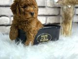 Minyatür Boy Toy Poodle Yavrularım