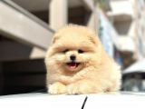 Teddy Surat Pomerian Boo Bebeklerim