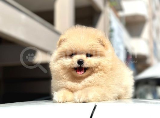 Teddy Surat Pomerian Boo Bebeklerim görsel