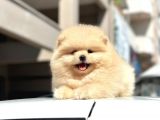 Teddy surat pomerian boo bebeklerim